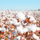Image for article titled LA Elementary School Sued over Cotton Picking Project